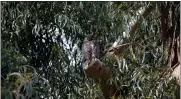  ?? ?? A Great Horned Owl was one of the majestic birds spotted at Rush Ranch. This one was high up in a tree overlookin­g a field of peaceful cattle.