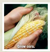  ??  ?? Grow corn.