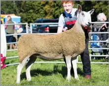  ?? Ref:RH24092202­3 ?? BLUEFACED LEICESTER champion was from Drumhumphr­y