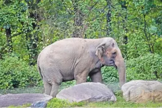  ?? AP FILE PHOTO/BEBETO MATTHEWS ?? Bronx Zoo elephant Happy strolls inside the zoo’s Asia Habitat in New York.