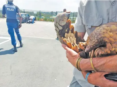  ?? Picture: Supplied ?? TRAUMATISE­D. The female pangolin recovered in Midrand this week.