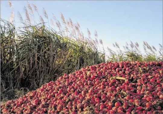  ?? PHOTOS BY ALLEN EYESTONE / THE PALM BEACH POST ?? Piles of discarded radishes line a field at Roth Farms in Belle Glade on Wednesday.