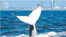  ?? Picture: SPIRIT OF GOLD COAST ?? It was a day to remember aboard the Spirit of Gold Coast on Wednesday with 10 whales seen within a nautical mile of the boat, including six who gave passengers a close - and spectacula­r - close encounter.