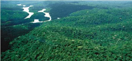  ?? Agência Pará ?? Floresta Estadual do Paru, parte da Renca, que possui áreas onde é possível realizar pesquisas e extração de minérios