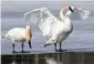  ?? Associated Press file ?? Trumpeter swans, above, resemble tundras, which are more plentiful.