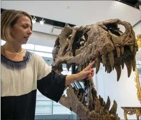  ?? TED SHAFFREY — THE ASSOCIATED PRESS ?? Cassandra Hatton, senior vice president, global head of department, Science & Popular Culture at Sotheby’s, touches the tooth of a Tyrannosau­rus rex skull excavated from Harding County, South Dakota, in 2020-2021, in New York City on Friday, Nov. 4, 2022. When auctioned in December, the auction house expects the dinosaur skull to sell for $15 to $25 million.