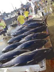  ??  ?? The tuna catch at GenSan’s fish market