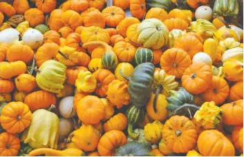  ?? [WHITNEY NEILSON / THE OBSERVER] ?? Stuart Horst also has lots of these little gourds on his farm. He bought 2,500 pumpkins this year and expects to sell out by Halloween.