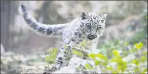  ??  ?? Far left: A baby Dik Dik born at Twycross and left, a snow leopard cub also born at the zoo