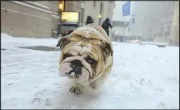  ?? REUTERS ?? A bulldog walks through the snow during a snowstorm in New York on Wednesday.