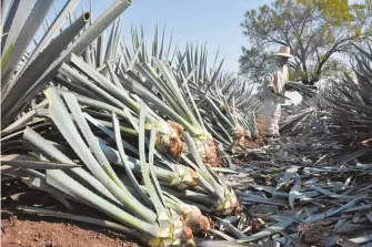  ?? MARCO BEDOLLA/ EL SOL DE IRAPUATO ?? Guanajuato es uno de los cinco estados con Denominaci­ón de Origen de tequila