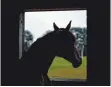  ?? FOTO: D. BOCKWOLDT/DPA ?? Auch ein Pferdestal­l kann zu Lärmbeläst­igung führen.