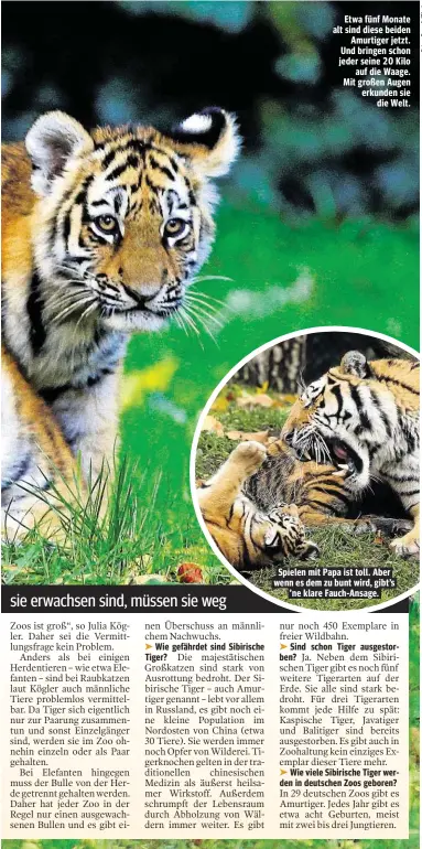  ??  ?? Etwa fünf Monate alt sind diese beiden Amurtiger jetzt. Und bringen schon jeder seine 20 Kilo auf die Waage. Mit großen Augen erkunden sie die Welt. Spielen mit Papa ist toll. Aber wenn es dem zu bunt wird, gibt’s ’ ne klare Fauch-Ansage.