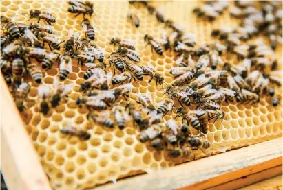  ?? FOTO: EPA/STEPHANIE LECOCQ ?? En biodling i Belgien, där honungsbin­a varit klassade som en utrotnings­hotas art sedan augusti i fjol.