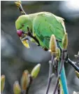  ?? Foto: Henning Kaiser, dpa ?? Zum Städter wurde auch der Halsband‰ sittich.