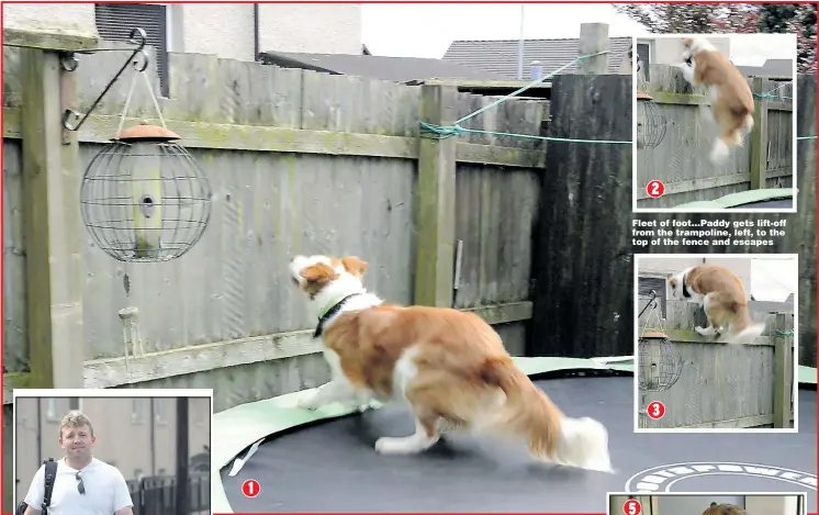  ??  ?? Fleet of foot... Paddy gets lift- off from the trampoline, left, to the top of the fence and escapes
1
2
3