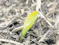  ?? ROBERTO PERA ?? Esperanza. El maíz, naciendo en un lote de Santa Fe. Las fechas tardías del cereal son una alternativ­a que aporta estabilida­d a los rendimient­os.