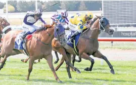  ?? Picture / Race Images ?? Fairlight runs in the Riccarton feature today.