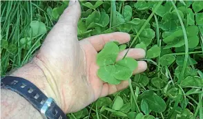  ??  ?? Clover accounts for between 70 and 80 per cent of nitrogen inputs on New Zealand’s pasture-based farms.