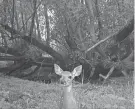  ?? SNAPSHOT BY WISCONSIN AND DEPARTMENT OF NATURAL RESOURCES ?? A doe can leave her fawn in a safe spot for hours at a time while browsing for food. During that time, people might spot a fawn alone and think it was abandoned, but that is rarely the case, wildlife experts warn.