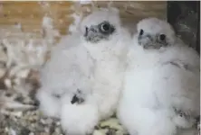  ?? Mary Malec / UC Berkeley ?? Two of the three peregrine falcon chicks that hatched in April atop the UC Berkeley Campanile. All three still need names.