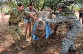  ?? Photo: Gianluigi Guercia/afp ?? Horns of a dilemma: Crews from Saving the Survivors and RHINO911 treat a rhino wounded by poachers.