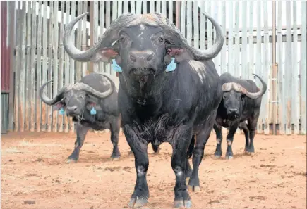  ?? PICTURE: TONY CARNIE ?? This group of three buffalo bulls fetched R295 000 at a wildlife auction in Hluhluwe-Imfolozi Park yesterday.