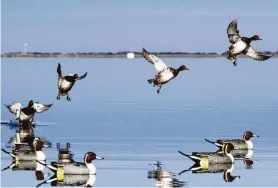  ?? Shannon Tompkins / Staff ?? This spring’s annual aerial survey estimated that redhead duck numbers declined 27 percent from 2018 but were still at their long-term average.