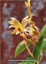  ??  ?? Lonicera hildebrand­iana.