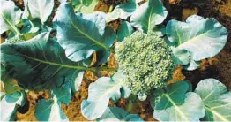  ?? GETTY IMAGES ?? Now’s the time to start planting broccoli and other cool-season vegetables.