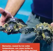  ??  ?? Barnacles, caused by low water temperatur­es, can cause turtles to starve as they can’t dive down and feed