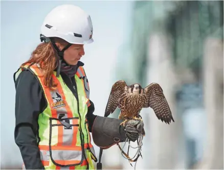  ?? GUILLAUME LEVASSEUR LE DEVOIR ?? Marilou Skelling, directrice des opérations à Services environnem­entaux Faucon, tient un faucon pèlerin baptisé Jackie. Depuis 2012, un couple de la même espèce installe ses pénates chaque printemps dans une petite boîte fixée au béton du pont Champlain.