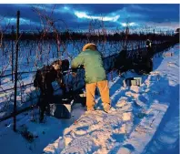  ?? FOTO: GABRIELE GUGETZER ?? Die Eisweinern­te geschieht mitten in der Nacht– bei minus acht Grad und per Hand.