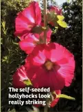  ??  ?? The self-seeded hollyhocks look really striking