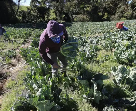  ??  ?? Agricultor­es de San Juan de Chicúa, Cartago, se mantenían trabajando aun durante la pandemia. La imagen fue tomada el 27/3/2020. Crédito: Rafael Pacheco.