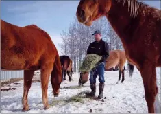  ?? CP PHOTO JEFF MCINTOSH ?? Farmer David Reid feeds his horses on his farm near Cremona, Alta., Thursday. Reid has seen a rise in rural crime in the area his family has been farming for over 100 years.