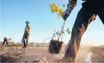  ?? YORK TIMES 2018 JOSH HANER/THE NEW ?? Members of the California Conservati­on Corps plant trees in Modesto, California.