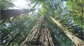  ?? RICK BOWMER/AP FILE ?? Old-growth trees are key buffers against climate change. Douglas firs are seen in 2004 in Mt. Hood National Forest outside Zigzag, Ore.