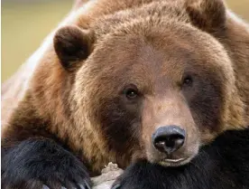  ?? Photograph: Design Pics Inc/Alamy ?? Grizzly bears can get a third of the calories they need for hibernatio­n from the moths, an expert says.