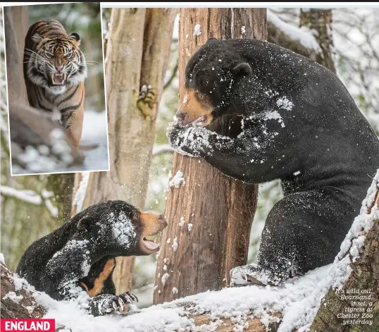  ??  ?? It’s wild out: Bears and, inset, a tigress at Chester Zoo yesterday ENGLAND