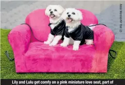  ??  ?? Lily and Lulu get comfy on a pink miniature love seat, part of mixed-media art installati­on “The Conclave” by Graham Caldwell.