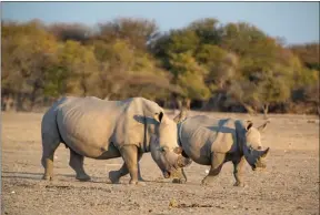  ?? PIC: THALEFANG CHARLES ?? Horn of plenty: Countries know there is more to value in rhinos than just the horn