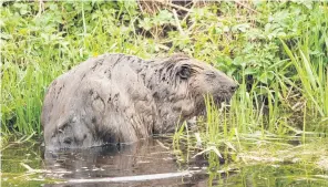  ?? PHOTO: TNS ?? Altered lifestyle . . . European beavers (Castor fiber) are increasing­ly out and about after dark.