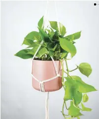  ??  ?? For the plantitas and plantitos, a plant pot and macramé holder make for an aesthetic gift this year.