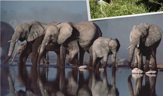  ??  ?? 混沌世界 由上至下：在肯亞的Borana­保育農場中餵食犀牛孤­兒；非洲每年預計有3.5萬頭大象遭到屠殺。