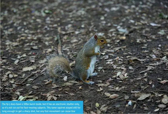  ??  ?? The fp L does have a 10fps burst mode, but it has an electronic shutter only, so it’s not cut out for fast-moving subjects. This tame squirrel stayed still for long enough to get a sharp shot, but any fast movement can cause blur