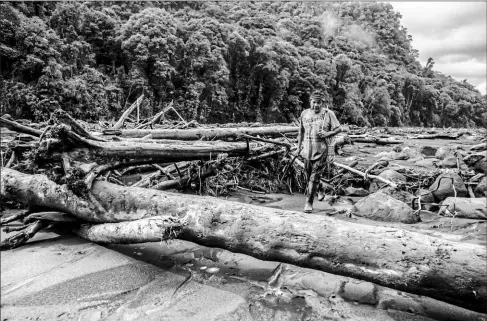  ?? XAVIER CAIVINAGUA PARA EL COMERCIO ?? •
El shuar Marcelo Sharup, nativo de Wapu, recorre el sitio donde se unen los ríos Upano y Volcán, en Morona Santiago.