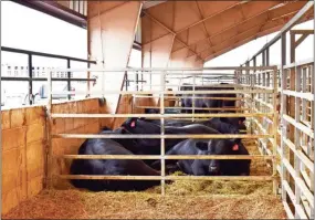  ?? Blake Silvers ?? Cattle in the holding pens at the livestock pavilion during the 2023 Georgia Bull Test sale in Calhoun.