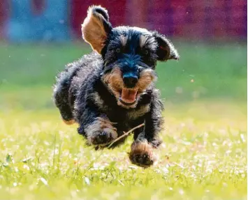  ?? Foto: Andrea Warnecke, dpa ?? Über die bayerische­n Wiesen flitzen immer mehr Hunde. Den größten Zuwachs gab es in München.