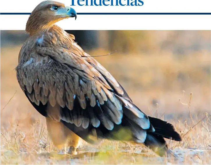  ?? FUNDACIÓN MIGRES / FUNDACIÓN BANCO DE SANTANDER ?? En la zona de Doñana este año se han contabiliz­ado nueve parejas de águilas imperiales, y, de media, en los últimos años, se han censado entre ocho y once parejas